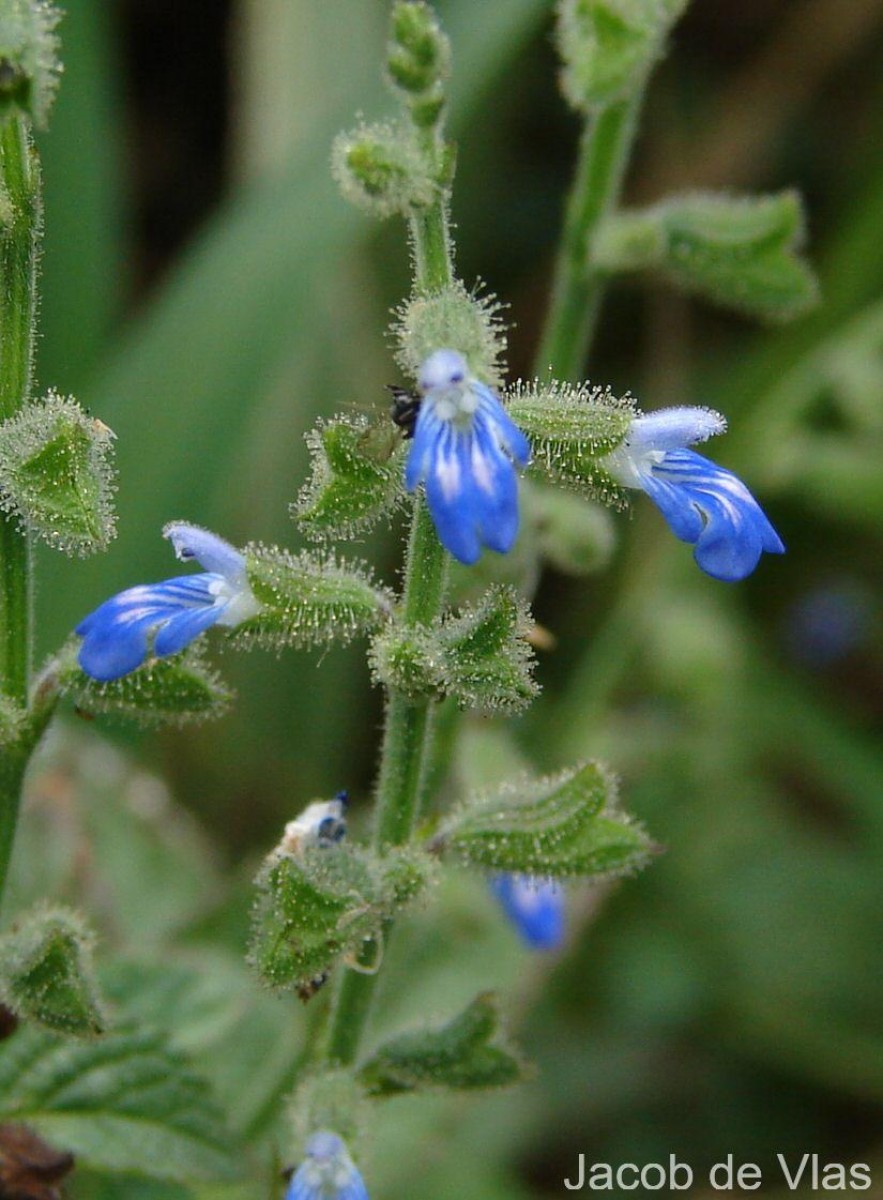 Salvia misella Kunth